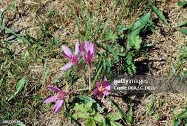 Image result for Colchicaceae