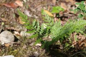 Image result for Asplenium barteri