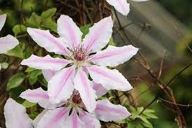 Seitentriebe können dann nach eigenem gutdünken zurückgeschnitten werden. Clematis Schneiden Anleitung Fur Spat Und Fruhbluhende Sorten Hausgarten Net