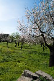 Abhängig ist der genaue zeitpunkt der mandelblüte mallorca von der härte des vorangegangenen winters. Mandelblute Auf Mallorca 2020 Wo Bluht Es Am Schonsten Alle Infos