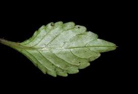 Image result for Impatiens hochstetteri