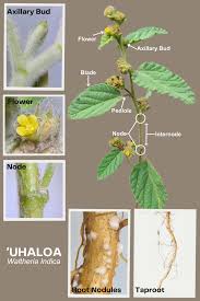 Image result for Waltheria indica