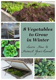 Vegetables To Grow In Winter 8 Crops For Winter Harvesting Fall Garden Vegetables Growing Vegetables Growing Winter Vegetables