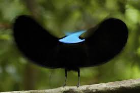 Bird Of Paradise Mating Dance Videos Rare Glimpses Of Amazing Birds Of Paradise Courtship Rituals Birds Of Paradise Greater Bird Of Paradise Wildlife Photography