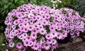 Image result for Osteospermum nyikense