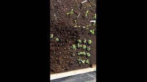 We did not find results for: How To Transplant Radishes Youtube