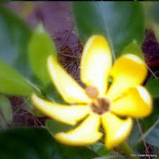 Golden Gardenia Highly Fragrant At Rs 100 Piece Ornamental Plants Id 7132268788