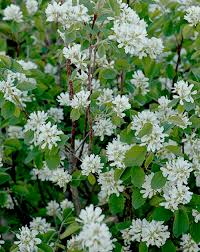 Image result for Amelanchier alnifolia