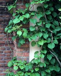 New climbing plants *available now*. Perennial Vines Vines Climbers Twiners U Of I Extension