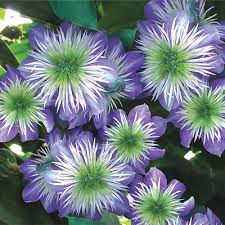 Water in well and mulch #proplanttips for magnolia tree care pay attention to watering pruning magnolias how to plant magnolia trees 1. Clematis For Sale Buy Clematis Vines Spring Hill Nurseries