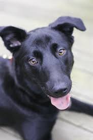 We did not find results for: 7 Things To Know Before Buying A German Shepherd Lab Mix A K A Sheprador