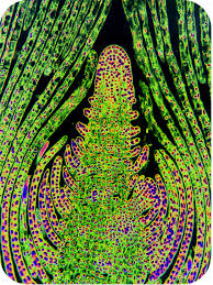 We did not find results for: Plant Growth Biology For Majors Ii