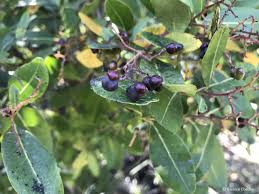 Image result for Apodytes dimidiata