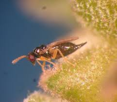 Image result for Eriosema nutans