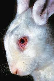 White Rabbit With Pink Eyes Photograph By Wernher Krutein