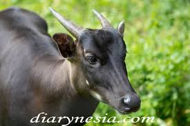 Indonesia's rich diversity extends beyond the people, culture, and ethnicities. 8 Native Animals Of Indonesia That Need Protection