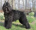 Bernese Mountain Dog - Wikipedia