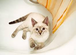 Cats have been made to have four arm and legs, so cats move with there front to paws and the back paws. Cats Pooping In The Bathtub