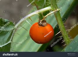 Image result for Solanum capsicoides