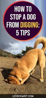 How To Stop A Dog From Digging 5 Tips Dogs Dogs Digging Holes Dog Backyard