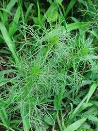 Image result for Schkuhria pinnata