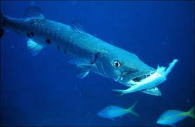 Animals attacking humans on their own initiative is allowed. Barracuda