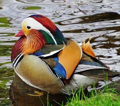Hatching duck eggs in the uk has become a pastoral pastime. Wild Mandarin Ducks In Germany Mandarin Duck Duck Animals