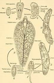 Maybe you would like to learn more about one of these? Fasciola Hepatica Wikipedia