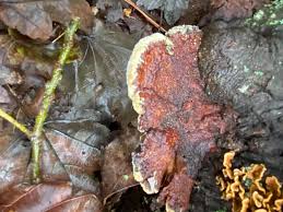 Image result for Phellinus gilvus
