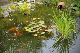 Gartenteich Anlegen Und Pflegen Hornbach