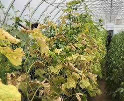 Image result for spider mites on cucumbers