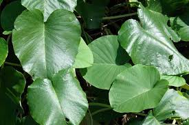 Image result for Argyreia