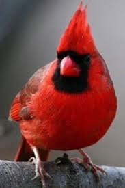 Birds Of Northern Illinois Sounds The Northern Cardinal Is One Of The Most Well Known Birds In America The States That Honor The Cardinal Are Illinois Birds Cardinal Birds Red Birds
