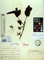 Image result for Psydrax parviflora