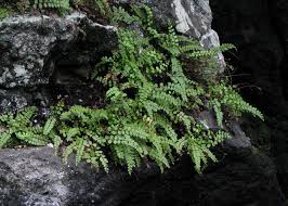 Image result for Asplenium uhligii