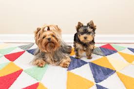 Maybe you would like to learn more about one of these? Blog Columbus Ohio Family Pet Portrait Photographer