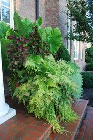 The boston fern is considered one of the lucky plants. 100 Boston Ferns Ideas Boston Ferns Ferns Plants