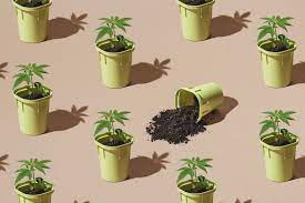 4 Stages Of Marijuana Plant Growth | Leafly