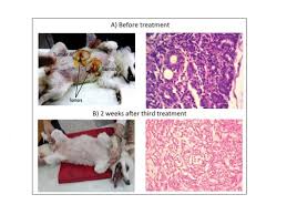 Treatment Of Natural Mammary Gland Tumors In Canines And Felines Using Ijn