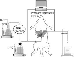 See more ideas about portal, portal system, physiology. Severe Steatosis Induces Portal Hypertension By Systemic Arterial Hyporeactivity And Hepatic Vasoconstrictor Hyperreactivity In Rats Laboratory Investigation