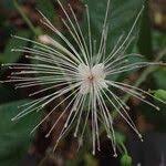 Image result for Maerua duchesnei