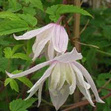 Clematis Pink Princess Clematis Alpina Pink Princess Clematide Vasi Da Fiori Fiori