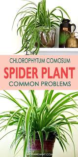 Spider Plant Common Problems And Easy Fixes In 2020 Plant Problems Spider Plants Plants