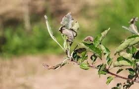 Jul 01, 2021 · brown rot fungus treatment. Powdery Mildew Apple Control How To Treat Apple Trees With Powdery Mildew
