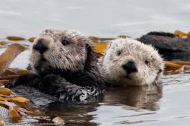 River otters range in weight from about 11 (5kg) to 30 pounds (14kg) whereas sea otters start at 30 pounds and can get up to 100 pounds (45kg). Mbnms Seal Sea Lion And Sea Otters