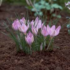 Maybe you would like to learn more about one of these? Garden Expert Reveals The Flowers To Plant For Spring Winter Planting Ideas