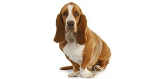 We cannot accept responsibility for any transaction between puppy. Basset Hound Breeders Australia Basset Hound Info Puppies