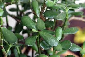 Image result for Crassula morrumbalensis