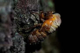 Video, 00:00:45biden shoos away pesky cicada. Explainer What Are Cicadas And Why Do They Bug Some People