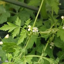 Image result for Cardiospermum halicacabum